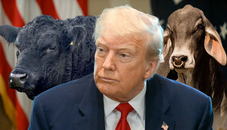 presidente dos EUA Donald Trump com touros da raca angus e brahman ao fundo