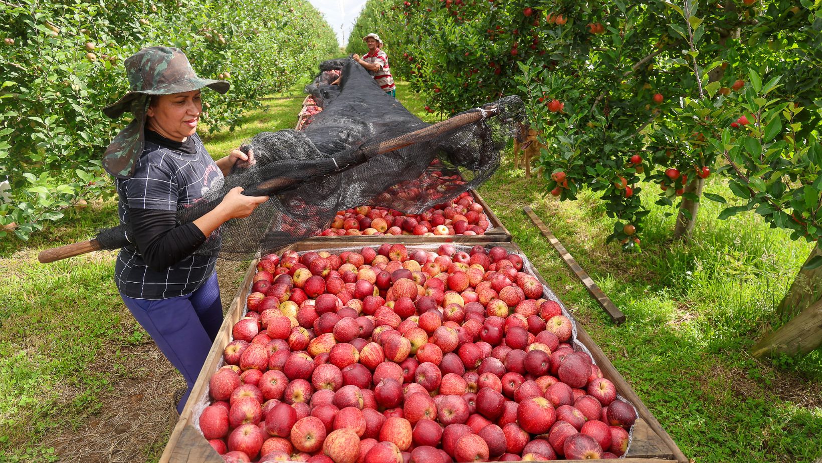 propriedade de Valdir Marafigo com esposa - produtor de maca em santa catarina