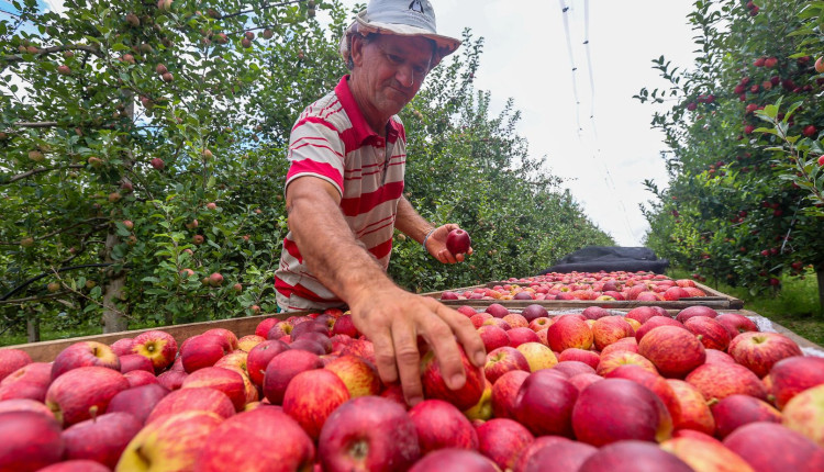 propriedade de Valdir Marafigo - produtor de maca em santa catarina