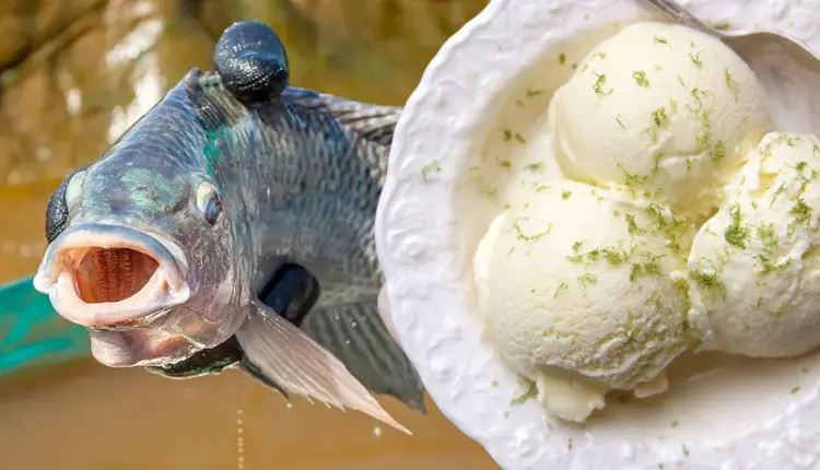 sorvete de tilapia - piscicultura brasileira
