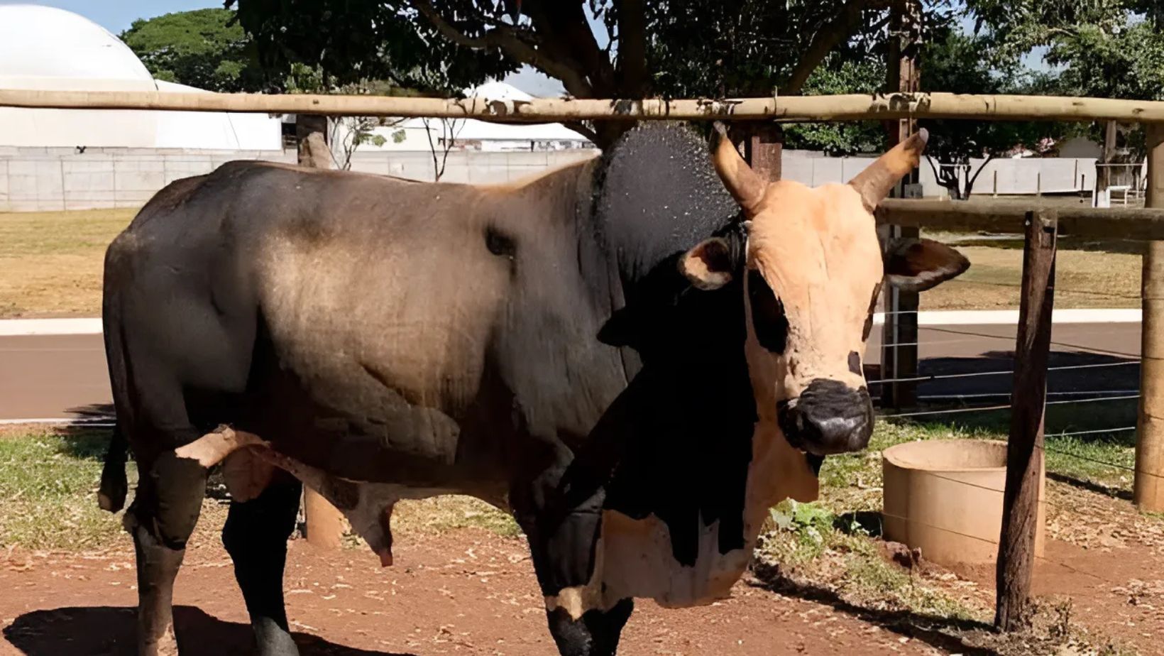 touro de rodeio nortao da cida de rodeio tercio miranda