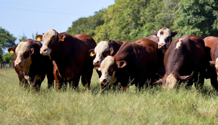 touros da raca braford - fazenda esperanca de alegrete