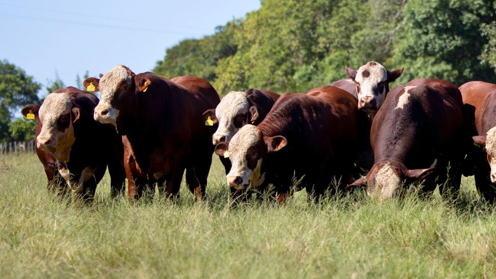 touros da raca braford - fazenda esperanca de alegrete