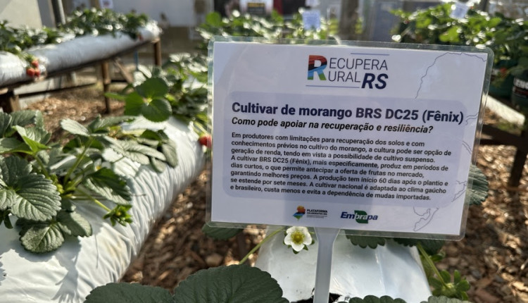 Ações para mitigação de efeitos do clima e para recuperação rural são destaques da Embrapa na 48ª Expointer
