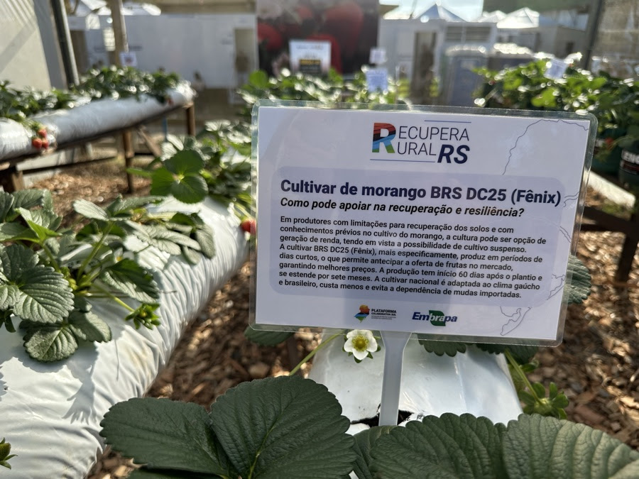 Ações para mitigação de efeitos do clima e para recuperação rural são destaques da Embrapa na 48ª Expointer
