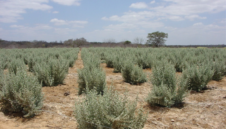 Projeto em agricultura biossalina vai fortalecer comunidades do Semiárido