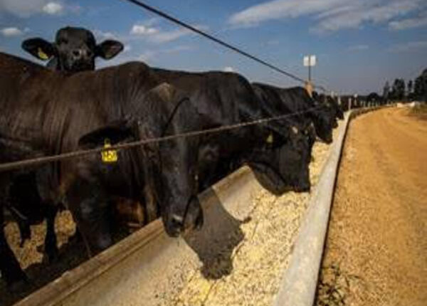 Medicar os bovinos contra doenças respiratórias antes do confinamento é estratégia sanitária eficaz, informa especialista