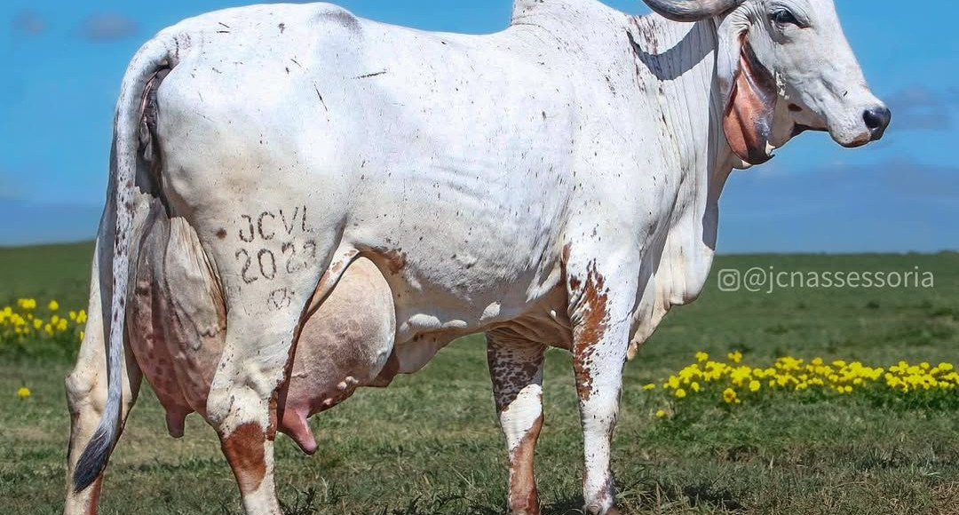 vaca gir leiteiro mais cara do mundo