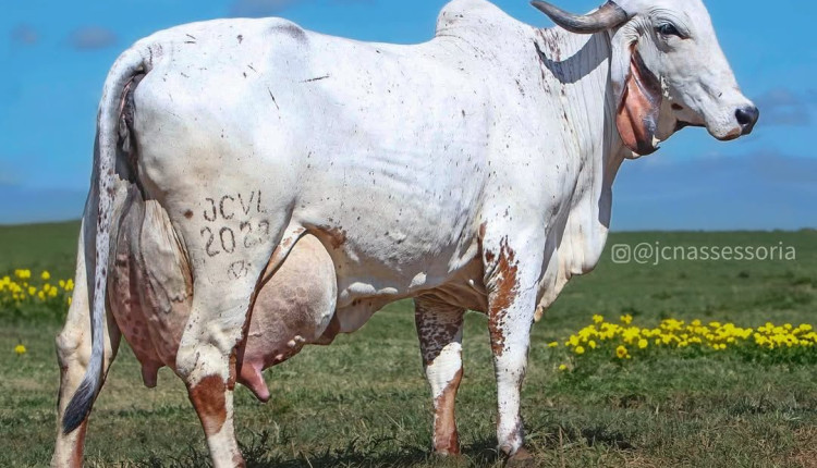 vaca gir leiteiro mais cara do mundo