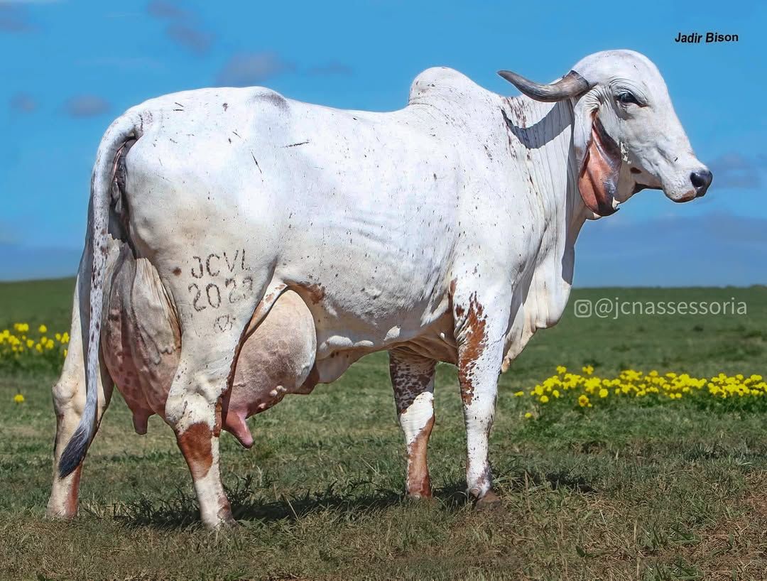 vaca gir leiteiro mais cara do mundo