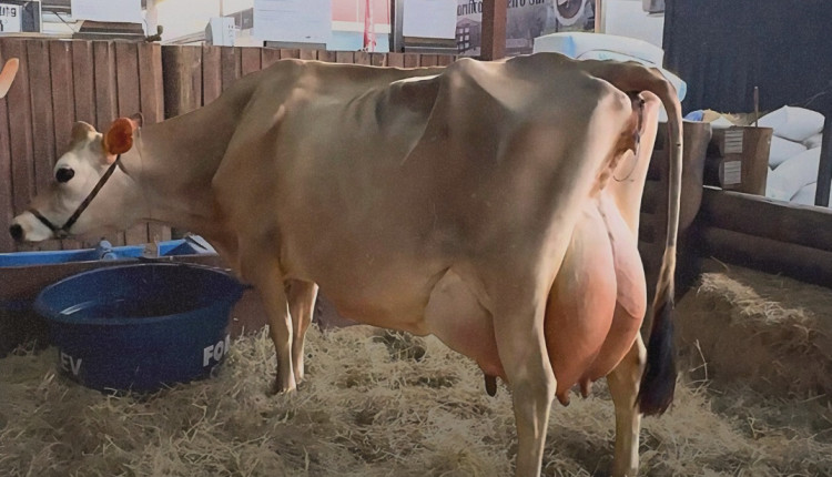 vaca jeser bate recorde