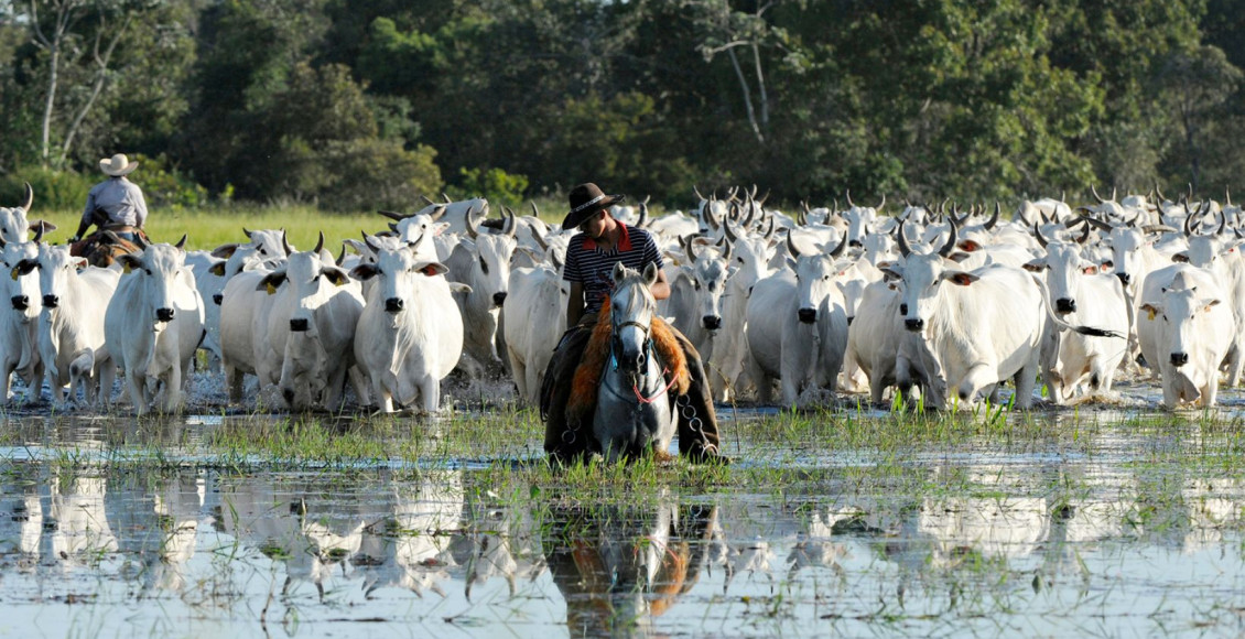 vaqueiro levando a boiada vacada em area alagada do pantanal