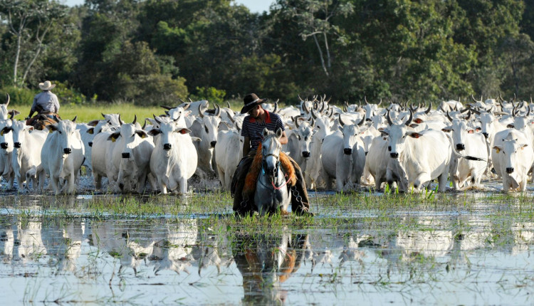 vaqueiro levando a boiada vacada em area alagada do pantanal