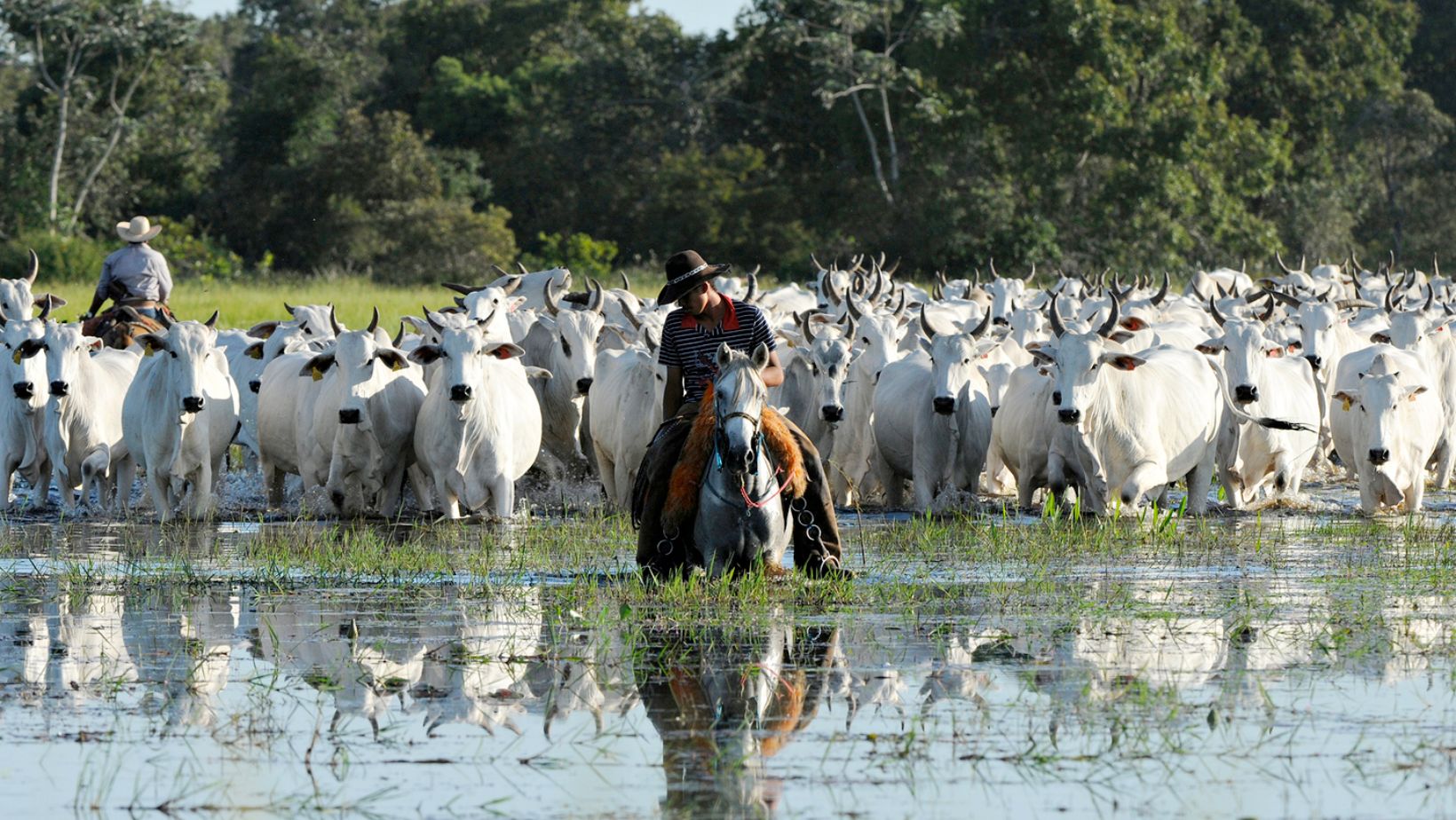 vaqueiro levando a boiada vacada em area alagada do pantanal