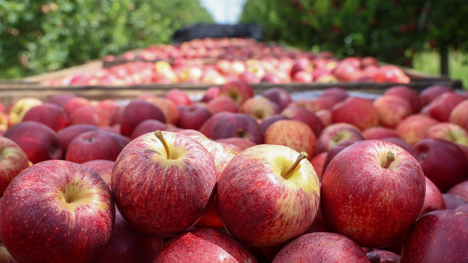 variedades da fruta maca expostas - santa catarina