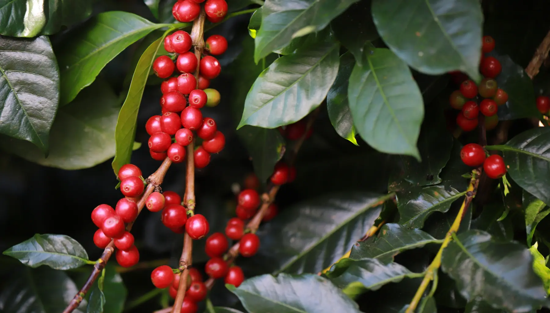 Safra de café 2026/27 no Brasil deve avançar 13,5% e chegar a 70,7 milhões de sacas