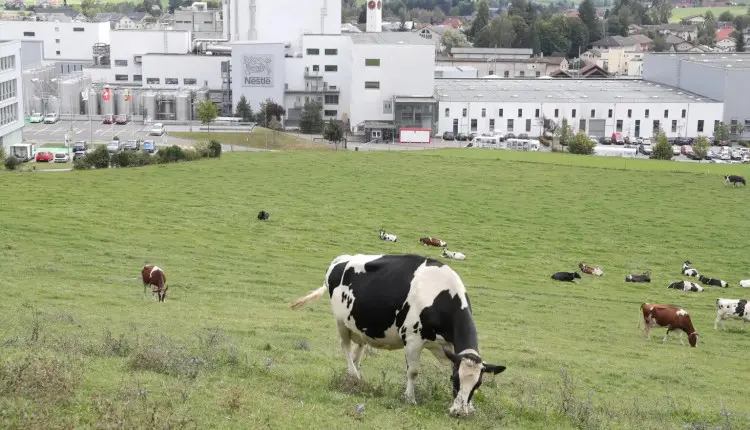 Nestlé abandona aliança global para reduzir emissões de metano de produção leiteira