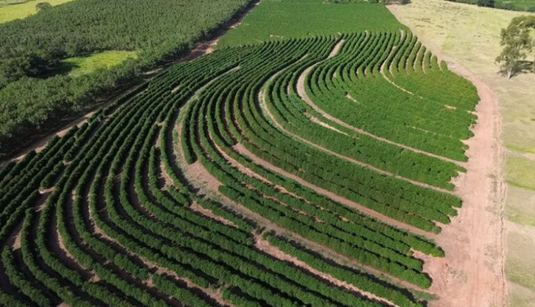 Café arábica da Nova Alta Paulista recebe selo de indicação geográfica