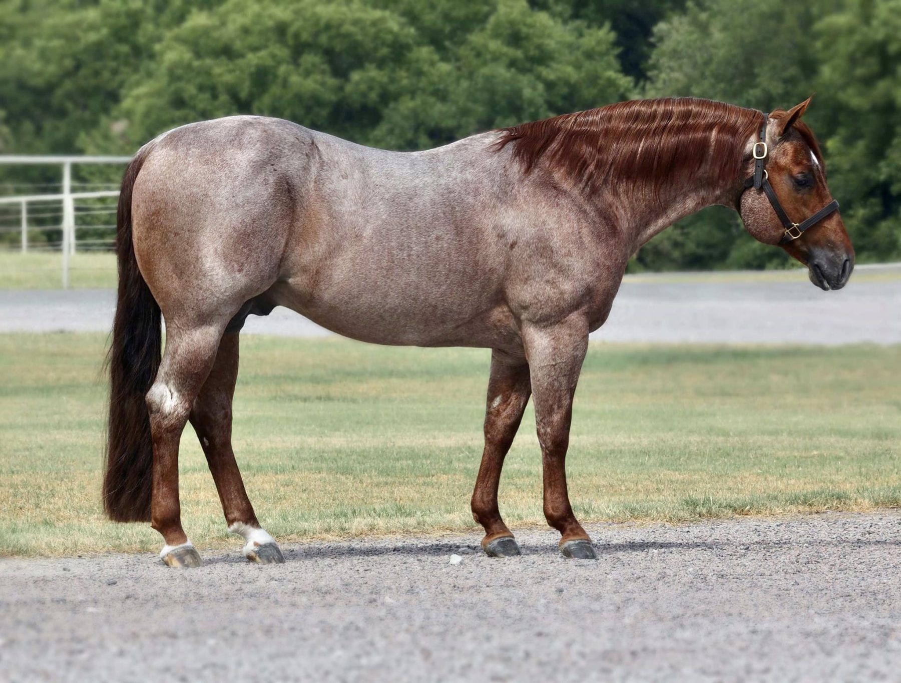 garanhão homozigoto