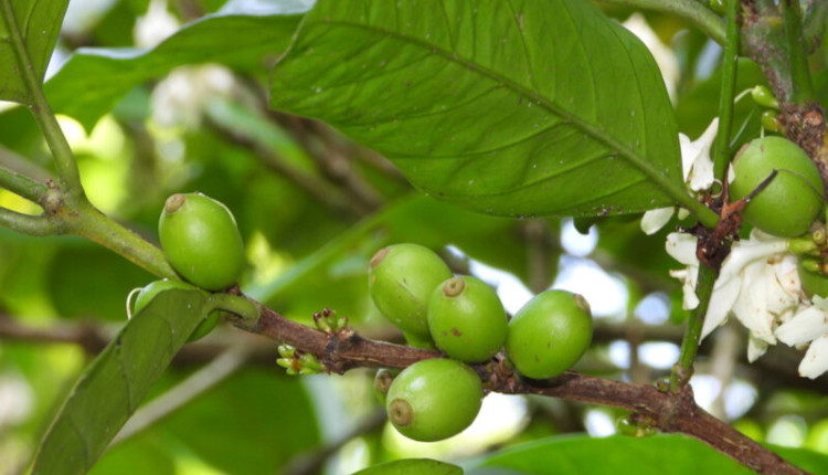 Folhas de café podem ajudar a criar soluções sustentáveis em saúde, ambiente e tecnologia