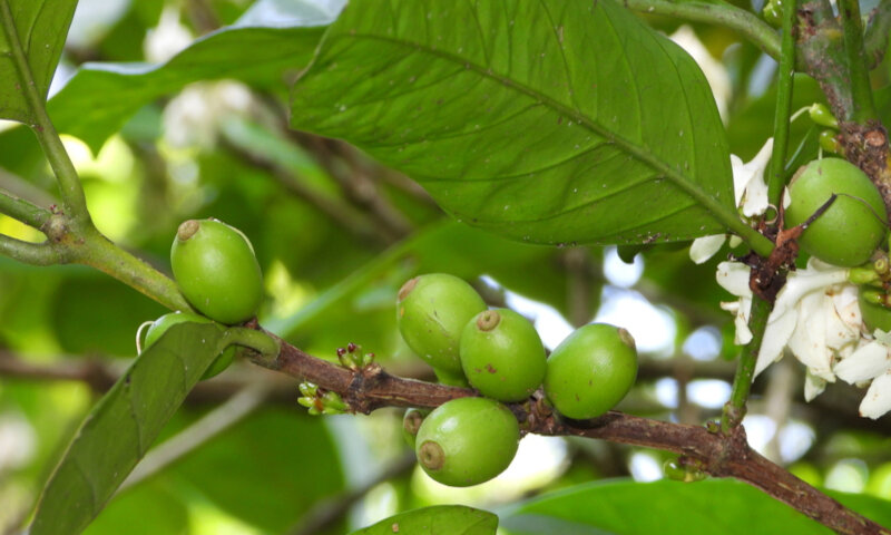 Folhas de café podem ajudar a criar soluções sustentáveis em saúde, ambiente e tecnologia