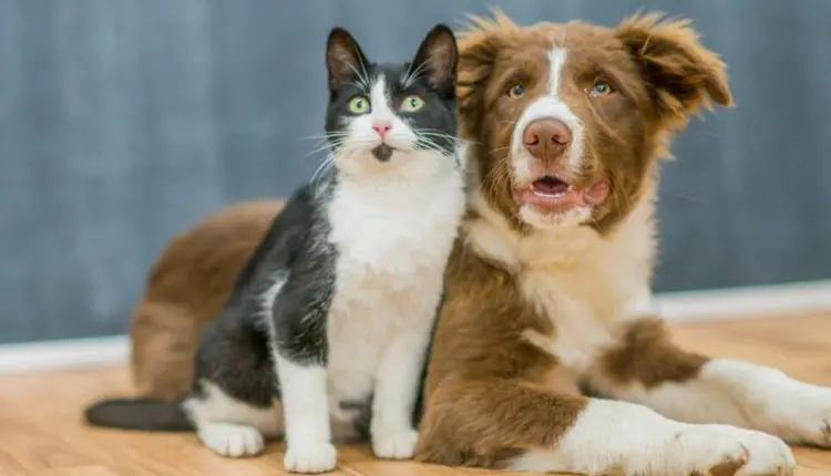 Brasil e Costa Rica firmam Certificado Veterinário Internacional para cães e gatos
