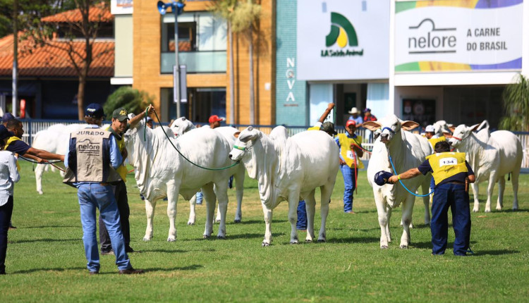 Abertura da Expoinel 2025 será no dia 14.10, em Uberaba (MG)