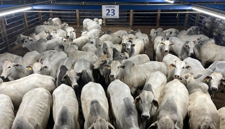 Circuito Nelore de Qualidade: 760 animais foram avaliados em Alta Floresta (MT)  