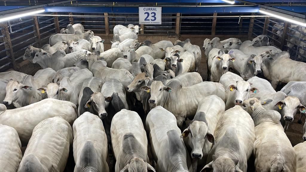 Circuito Nelore de Qualidade: 760 animais foram avaliados em Alta Floresta (MT)  