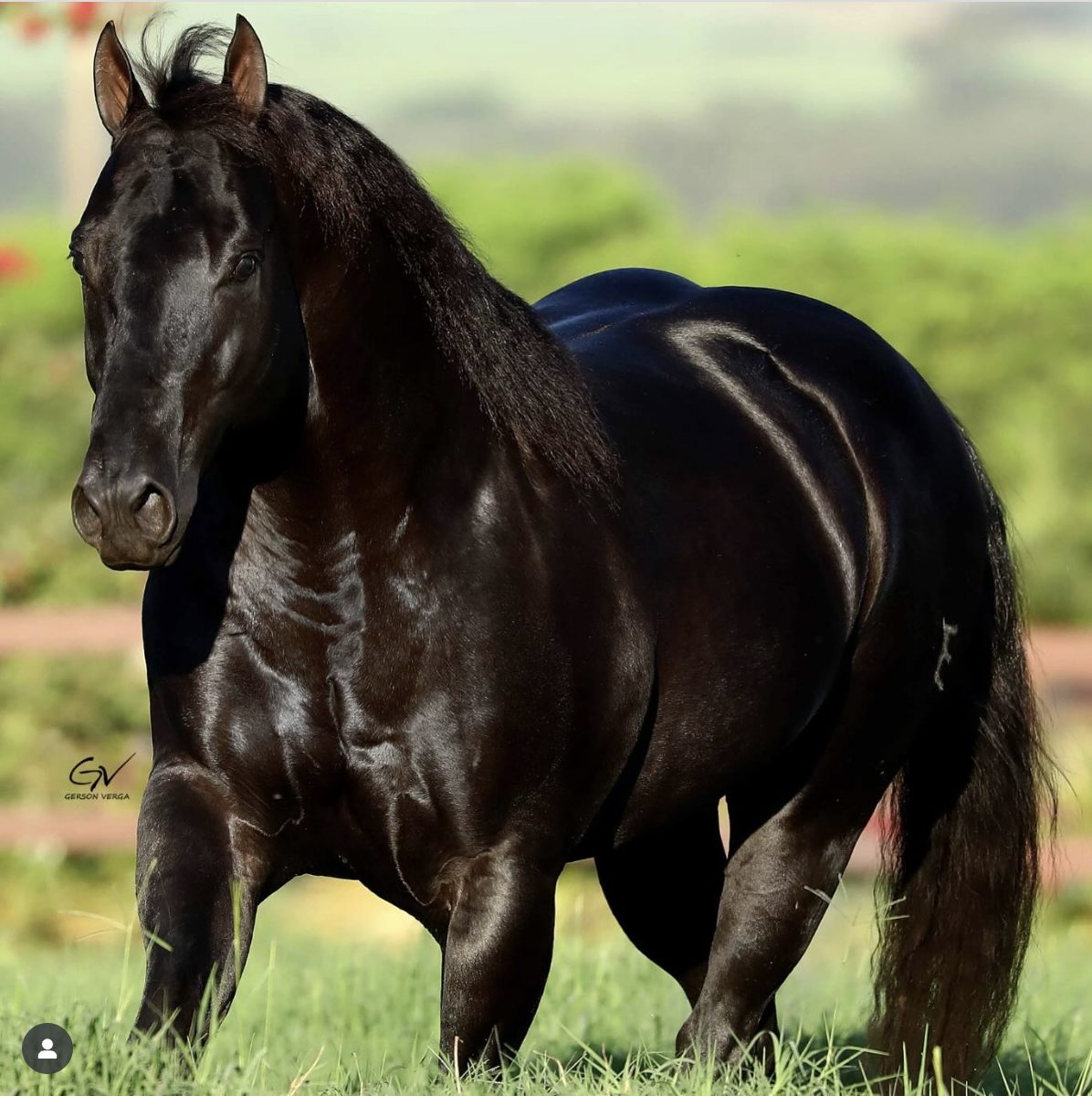 garanhão homozigoto