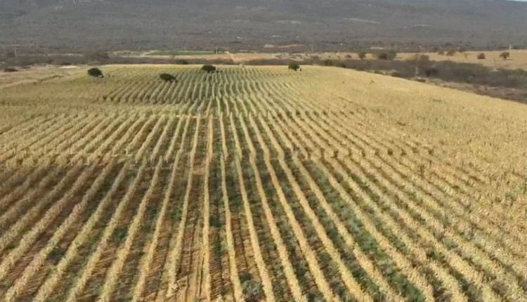 Polícia Civil descobre plantação de maconha em fazenda de 4 hectares