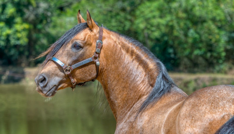 Cavalo Crioulo Duque do Caajara - ABCCC
