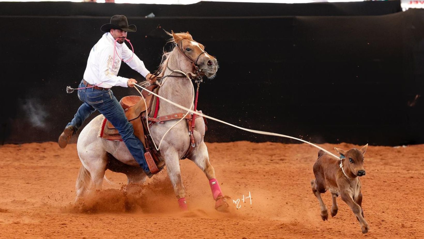 Cavalo Quarto de Milha POP SHINERS BLU lacando bezerro