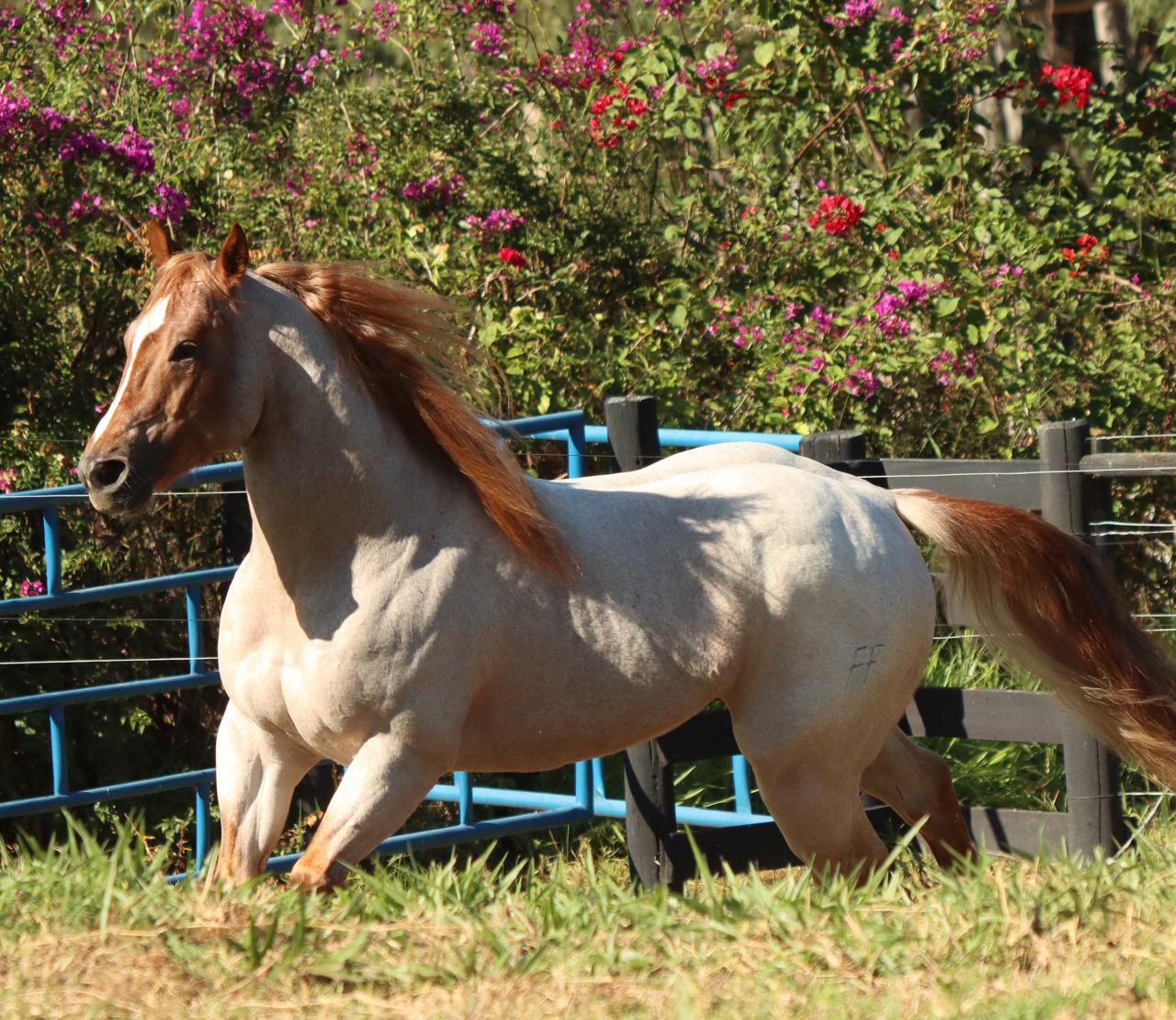 Cavalo Quarto de Milha POP SHINERS BLU