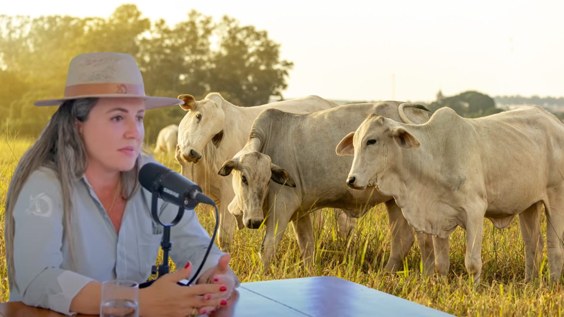 Como transformar 35 bois em uma boiada: a jornada da Dama do Agro