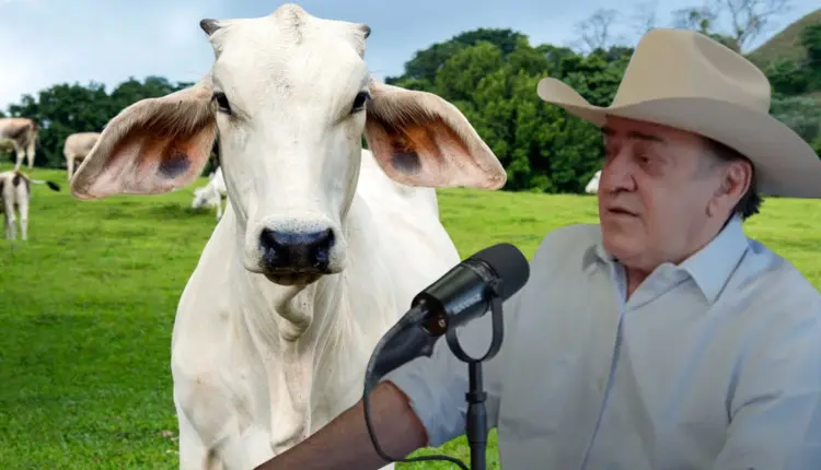 "É bobagem emprenhar novilha de 13 meses", diz maior pecuarista do Xingu - pecuária de corte