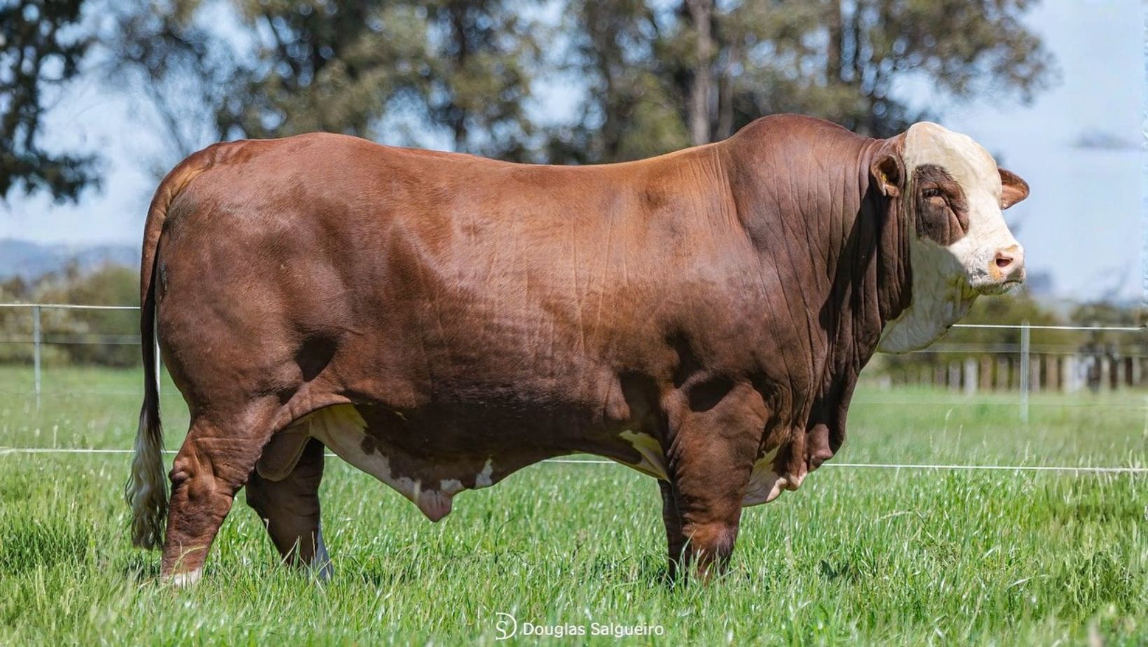 Estancia Bela Vista-Livramento - Touro Braford - foto Doulgas Salgueiro