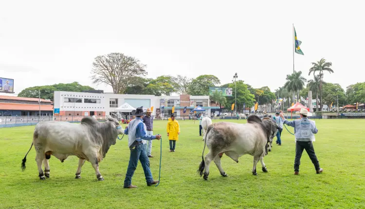 Exposição Internacional de Brahman começa na próxima semana e terá jurado do Paraguai
