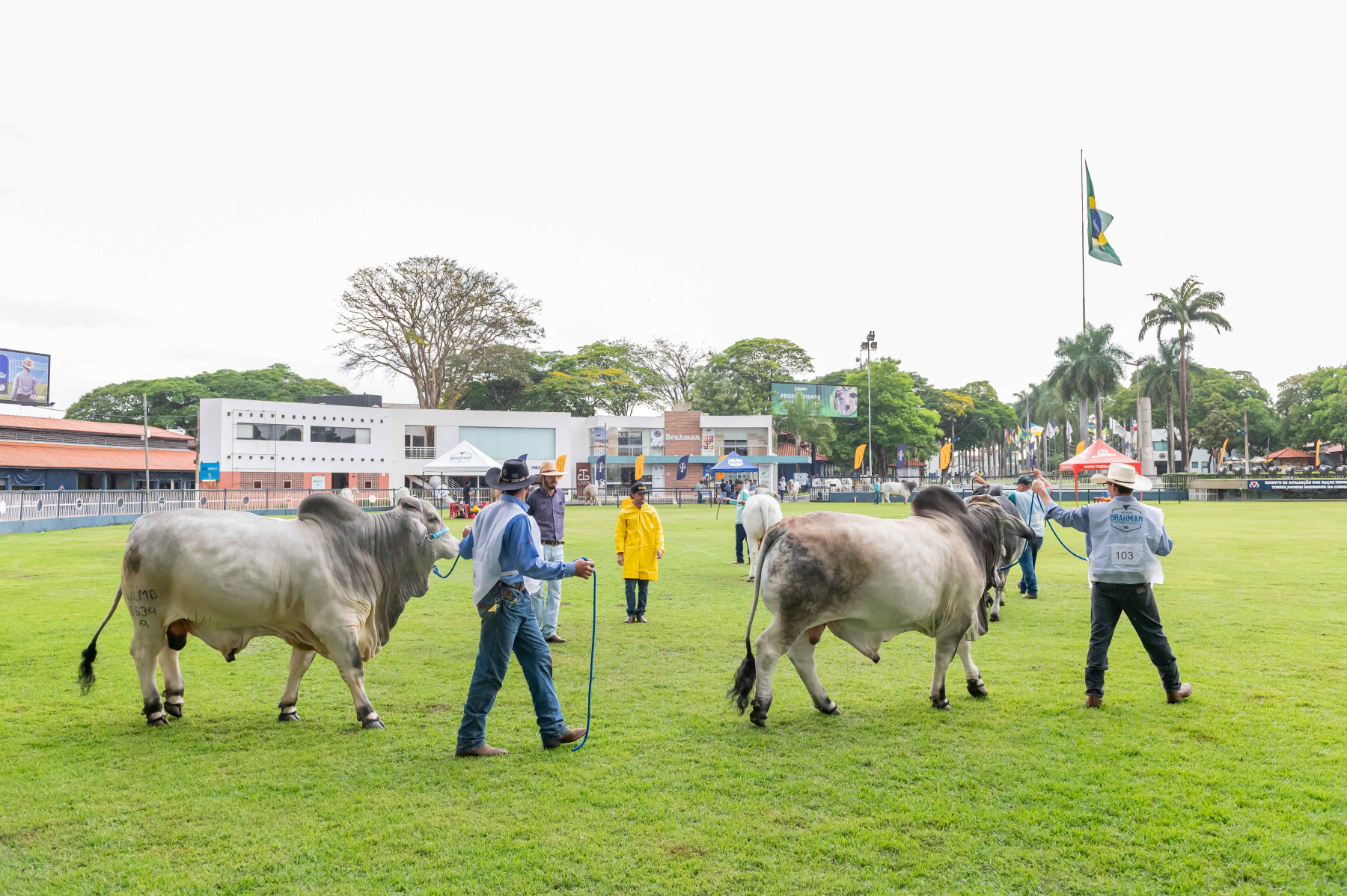 Exposição Internacional de Brahman começa na próxima semana e terá jurado do Paraguai
