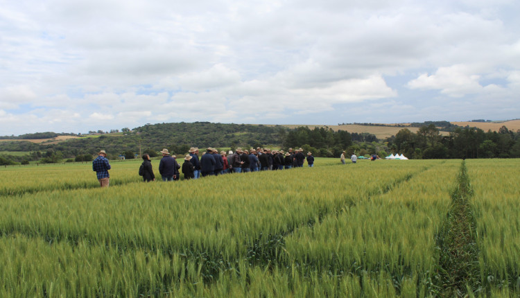 Grupo em visita ao campo experimental da Biotrigo em Passo Fundo (RS)