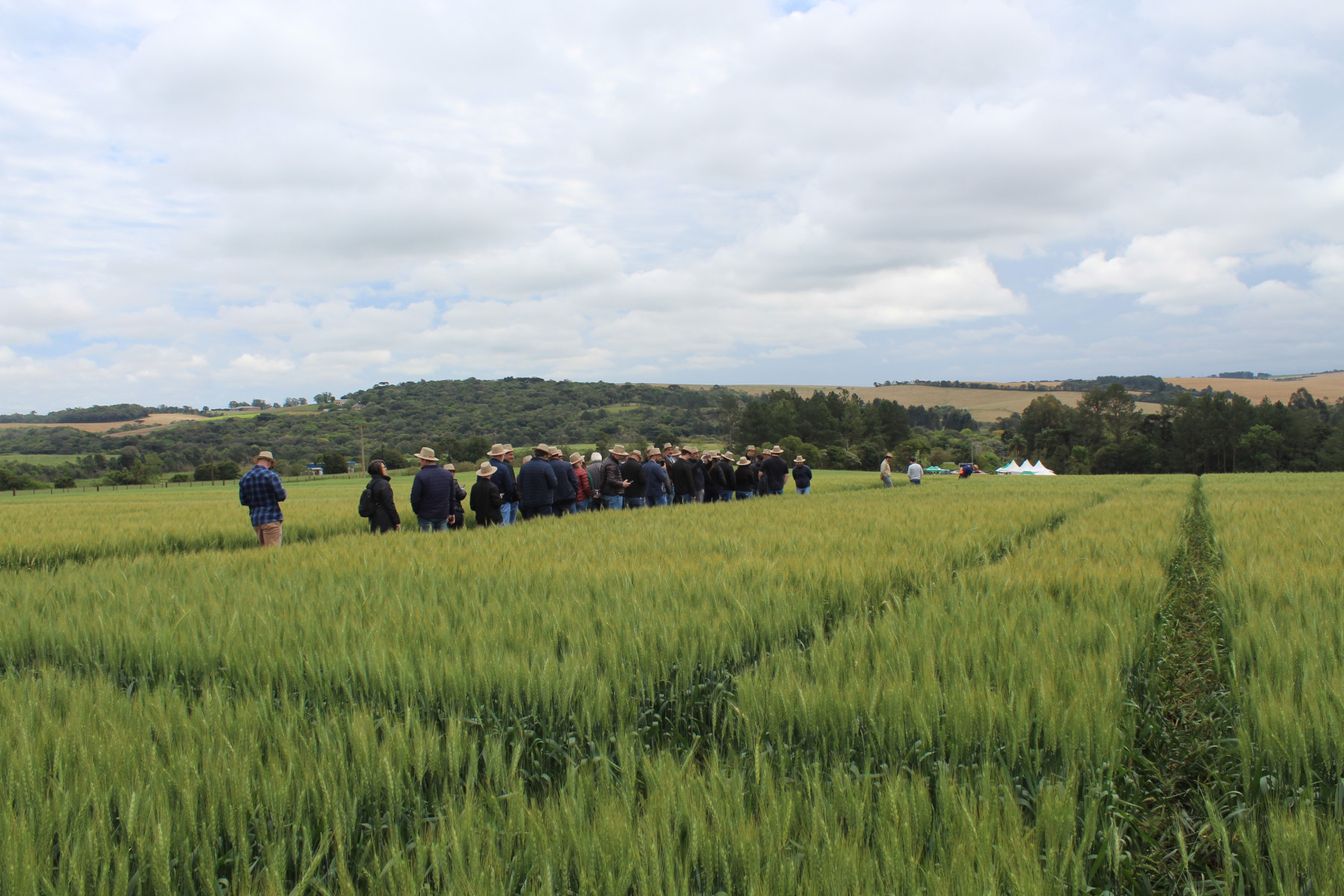 Grupo em visita ao campo experimental da Biotrigo em Passo Fundo (RS)