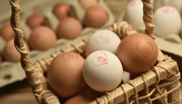 Dia do Ovo: aprenda a reconhecer um ovo de qualidade - da casca à geladeira