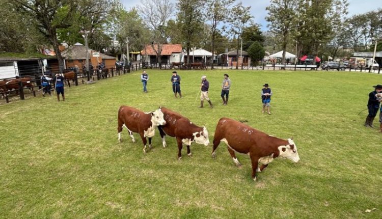 Expofeira de Bagé abre temporada de primavera da ABHB com recorde de 140 animais em pista