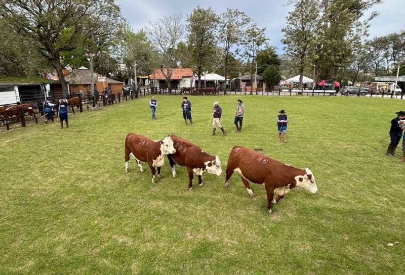 Expofeira de Bagé abre temporada de primavera da ABHB com recorde de 140 animais em pista