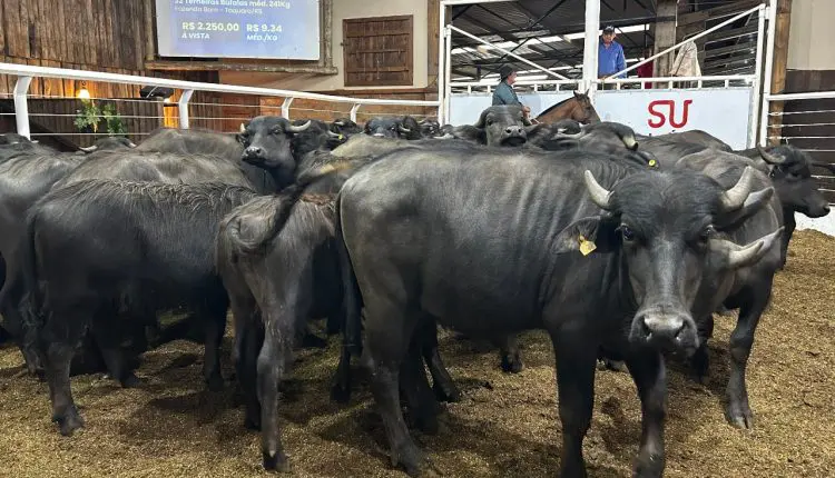 Remate exclusivo de búfalos vai movimentar preços em Glorinha