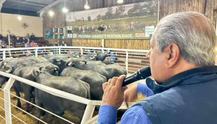 Remate de búfalos em Glorinha supera R$ 10 o quilo em terneiros