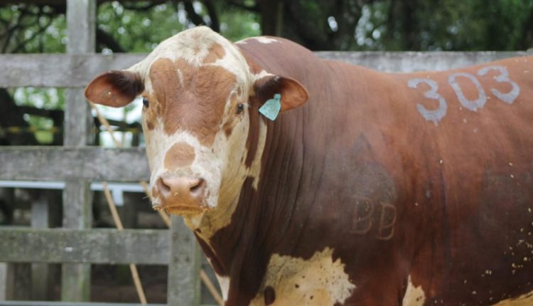 Primeira exposição ranqueada da ABHB em Lavras do Sul aponta os campeões