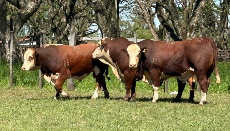Hereford e Braford desfilam funcionalidade e genética de qualidade na Expofeira de Alegrete