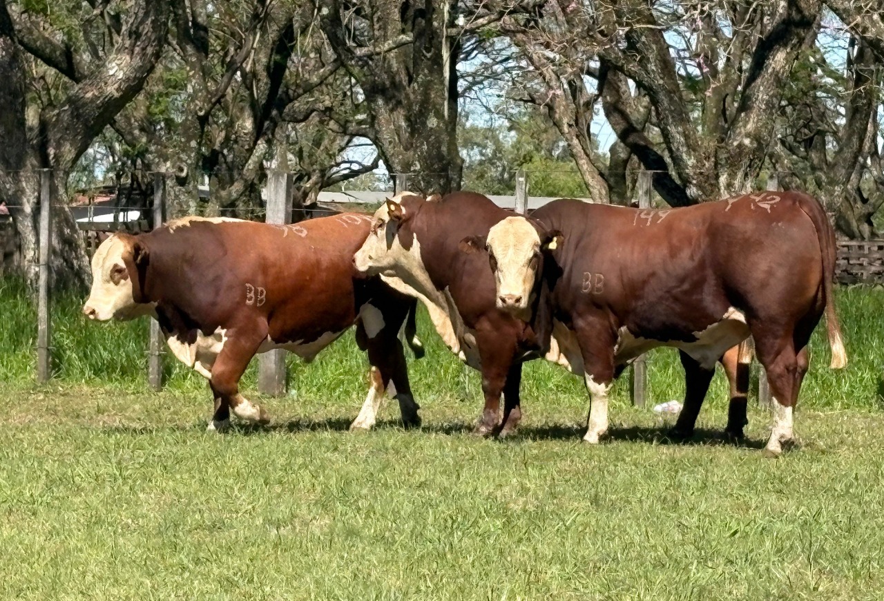 Hereford e Braford desfilam funcionalidade e genética de qualidade na Expofeira de Alegrete