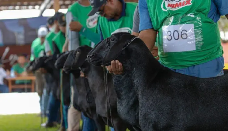 Exposições no Nordeste refletem crescimento da ovinocultura na região